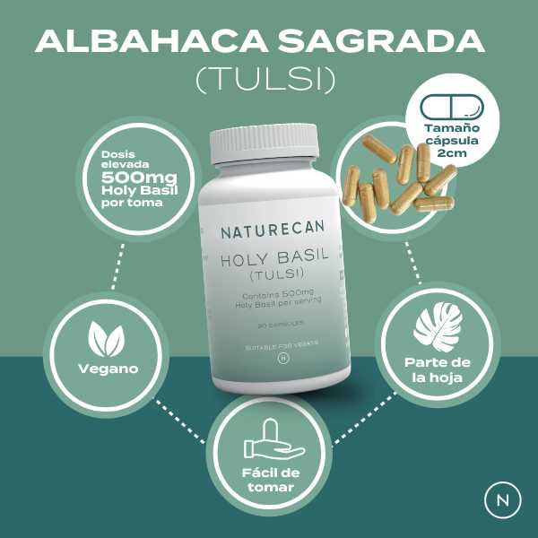 Albahaca Sagrada (Holy Basil)